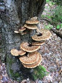 Polyporus squamosus image