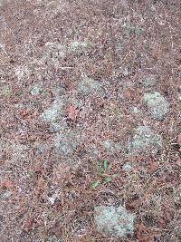 Cladonia rangiferina image