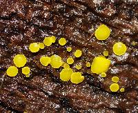 Bisporella citrina image