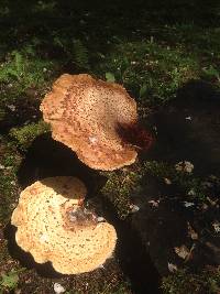 Polyporus squamosus image