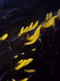 Calocera cornea image