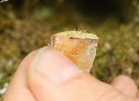 Chaenotheca furfuracea image