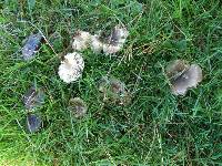 Russula amoenolens image