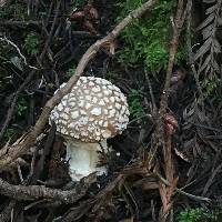 Amanita pantherina image