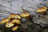 Pholiota aurivella image