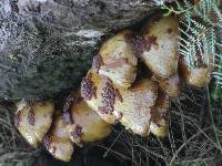 Pholiota aurivella image