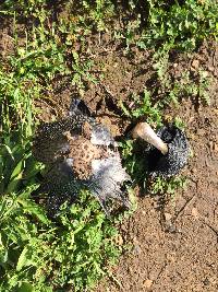 Media resource of Coprinus calyptratus