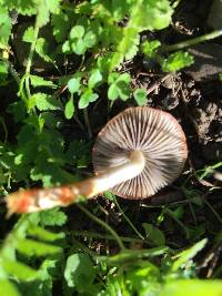 Leratiomyces ceres image