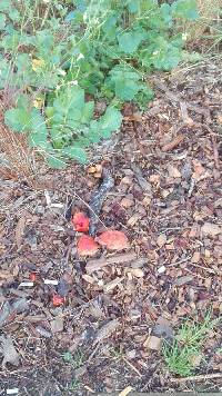 Leratiomyces ceres image