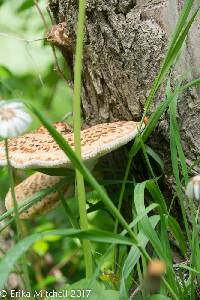 Polyporus squamosus image