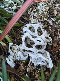 Ileodictyon cibarium image