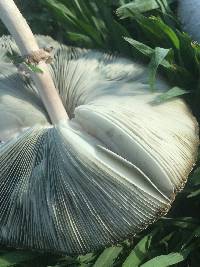 Chlorophyllum molybdites image