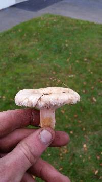 Lactarius pubescens image