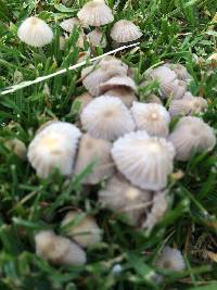 Coprinellus disseminatus image