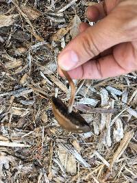 Panaeolus cinctulus image