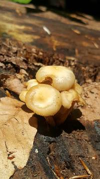 Kuehneromyces marginellus image