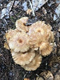 Armillaria tabescens image