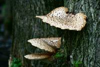 Polyporus squamosus image