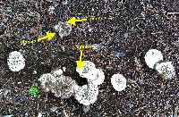 Agaricus bitorquis image