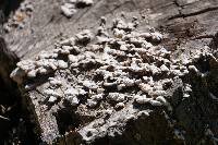 Schizophyllum commune image