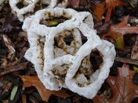 Ileodictyon cibarium image