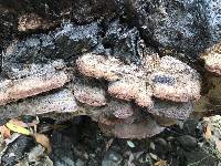 Phellinus gilvus image