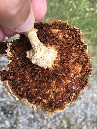 Agrocybe praecox image