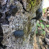 Annulohypoxylon thouarsianum image