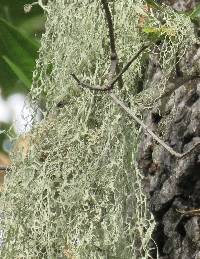 Ramalina menziesii image