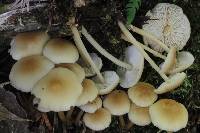 Media resource of Clitocybula familia