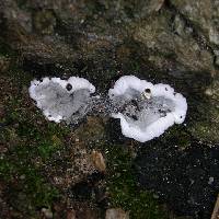 Kretzschmaria deusta image