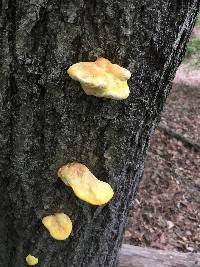 Laetiporus sulphureus image