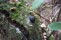 Annulohypoxylon thouarsianum image