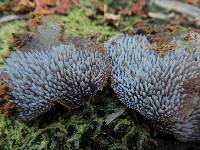 Pseudohydnum gelatinosum image