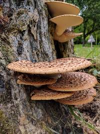 Polyporus squamosus image
