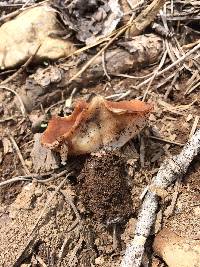Gyromitra melaleucoides image