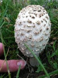 Coprinus comatus image