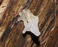 Tremella fuciformis image