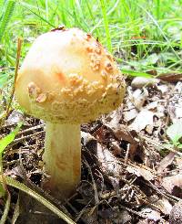 Amanita amerirubescens image