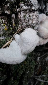 Schizophyllum commune image