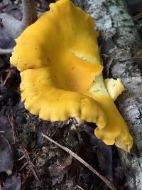 Media resource of Cantharellus flavus