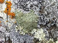 Media resource of Rhizoplaca melanophthalma