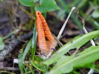 Pseudocolus fusiformis image