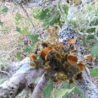 Thumbnail image of current specimen