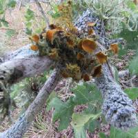 Thumbnail image of current specimen