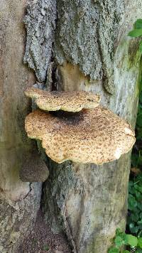 Polyporus squamosus image