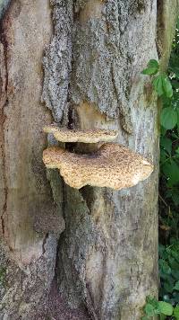 Polyporus squamosus image