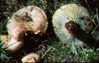 Media resource of Lactarius deliciosus
