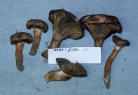 Media resource of Chroogomphus rutilus