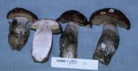 Media resource of Leccinum brunneum